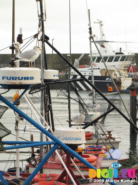 SX00448 Seagulls on fishing boat's radars [Herring Gull - Larus Argentatus]